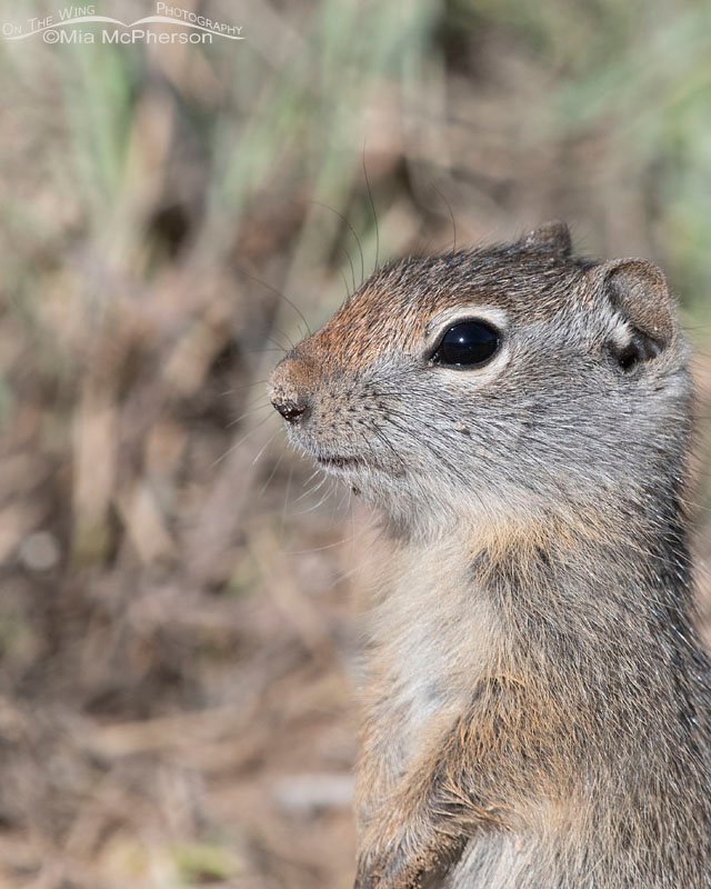Standing baby Uinta Ground Squirrel close up, Wasatch Mountains, Summit County, Utah