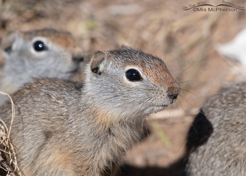Up close with a young Uinta Ground Squirrel, Wasatch Mountains, Summit County, Utah