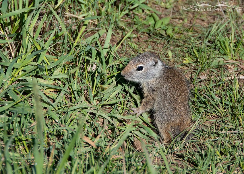 Baby Uinta Ground Squirrel near its burrow, Wasatch Mountains, Summit County, Utah