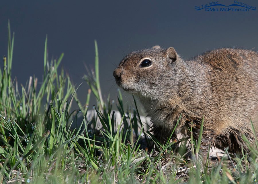 Uinta Ground Squirrel with a blue background, Wasatch Mountains, Summit County, Utah