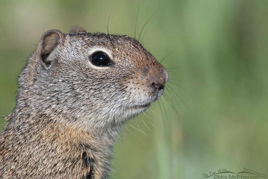 Adult Uinta Ground Squirrel close up, Wasatch Mountains, Summit County, Utah
