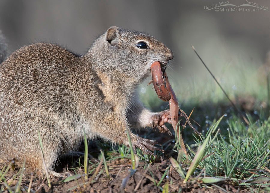 Uinta Ground Squirrel finds an earthworm, Wasatch Mountains, Summit County, Utah