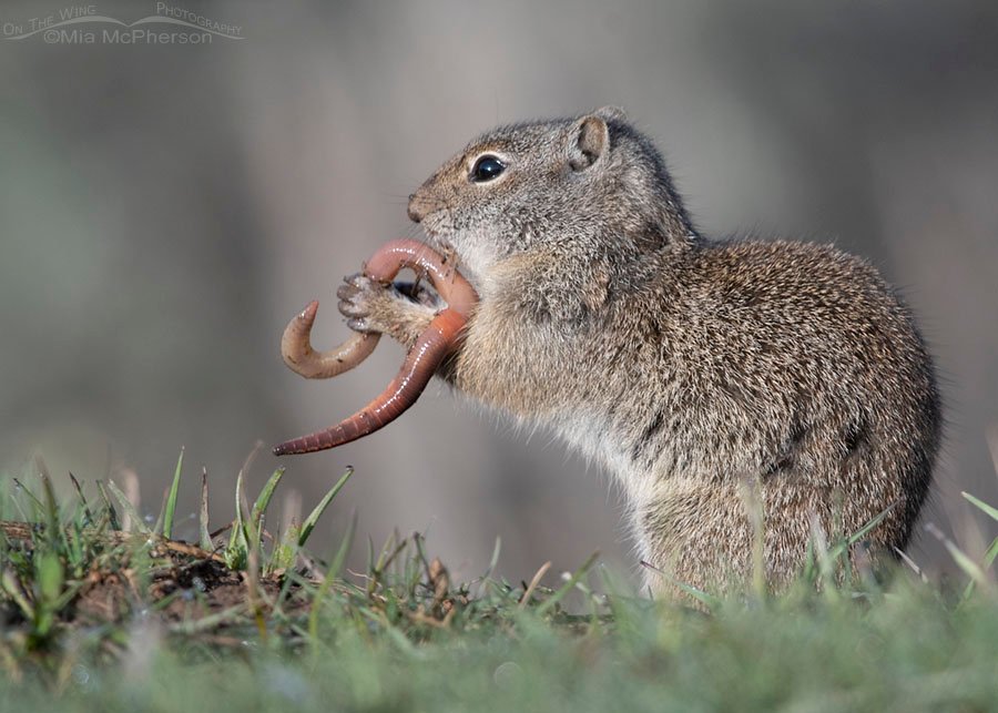 Uinta Ground Squirrel wrestling an earthworm, Wasatch Mountains, Summit County, Utah