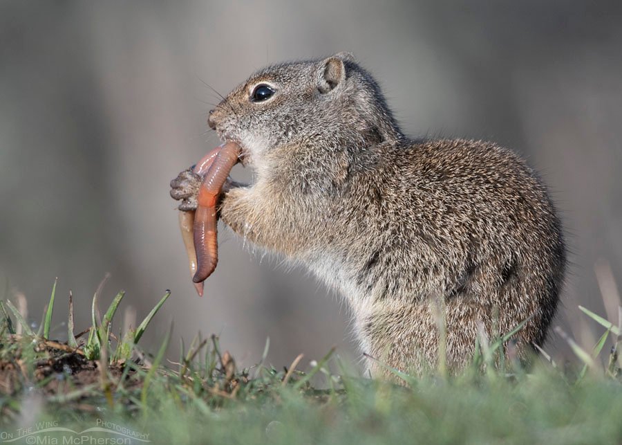 Uinta Ground Squirrel nibbling on an earthworm, Wasatch Mountains, Summit County, Utah