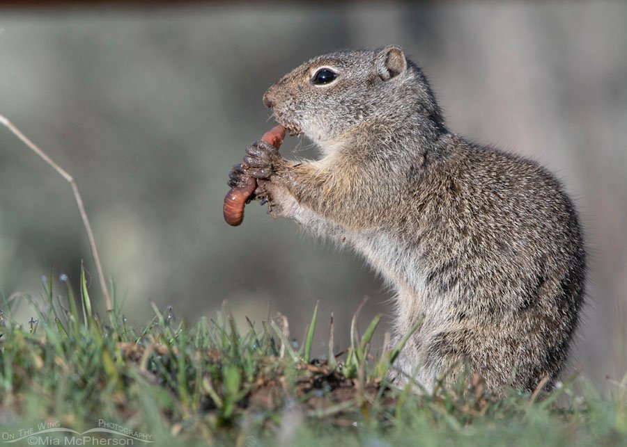 Earthworm eating Uinta Ground Squirrel, Wasatch Mountains, Summit County, Utah
