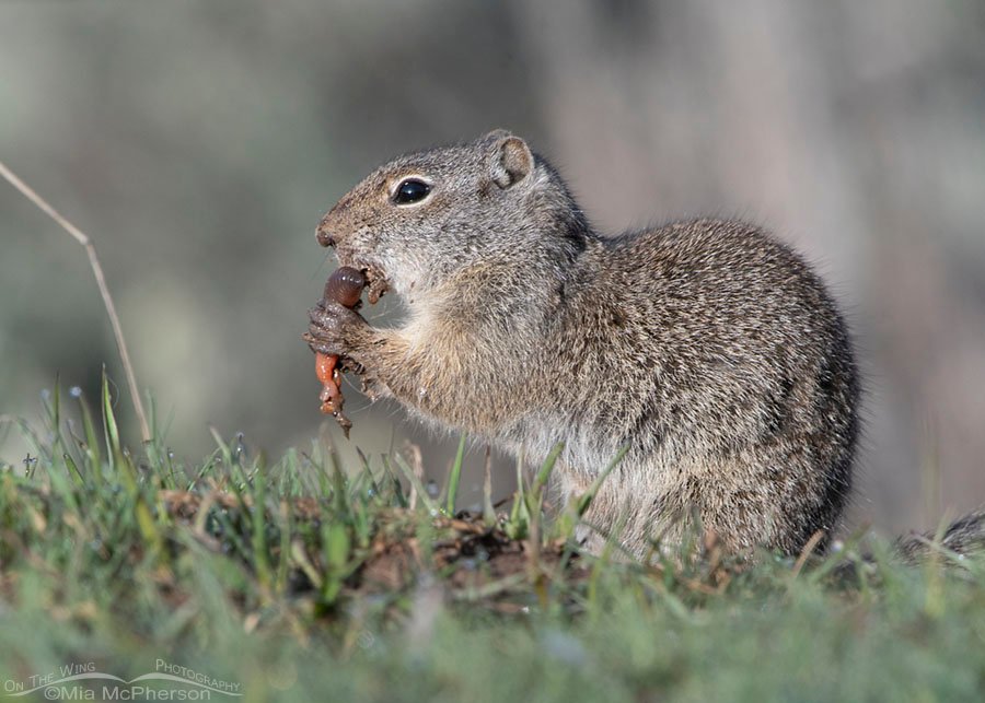 Adult Uinta Ground Squirrel munching on an earthworm, Wasatch Mountains, Summit County, Utah