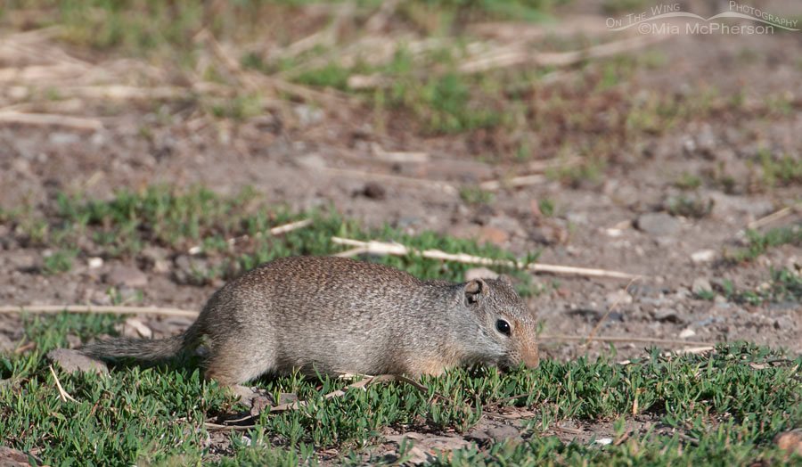Uinta Ground Squirrel at Red Rock Lakes NWR Headquarters, Centennial Valley, Beaverhead County, Montana