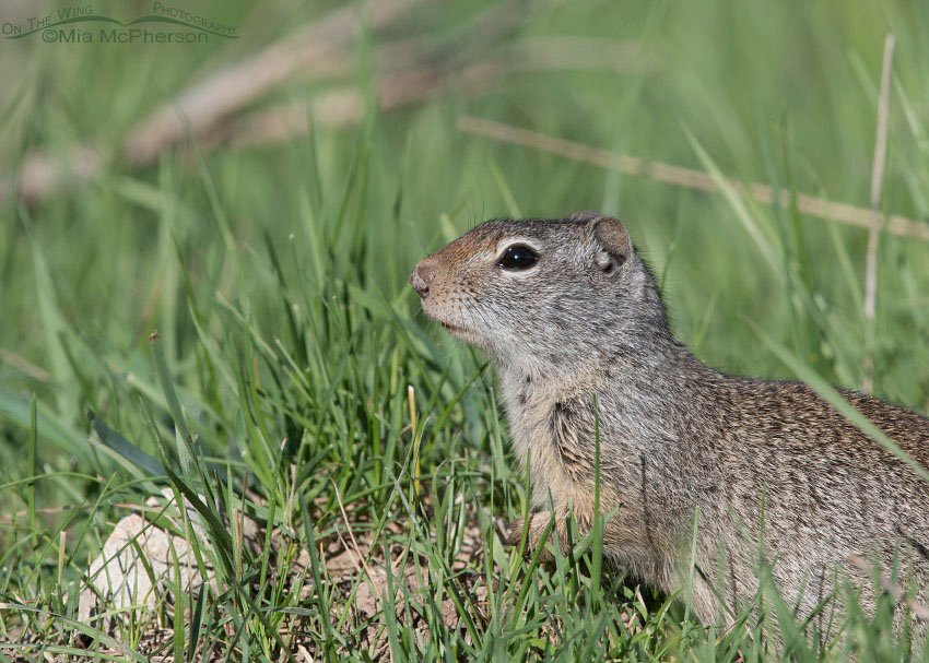 Uinta Ground Squirrel near East Canyon Creek, Wasatch Mountains, Morgan County, Utah