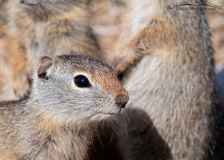 Young Uinta Ground Squirrel up close with its siblings, Wasatch Mountains, Summit County, Utah