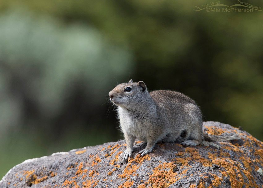Uinta Ground Squirrel on lichen covered boulder, Centennial Valley, Beaverhead County, Montana