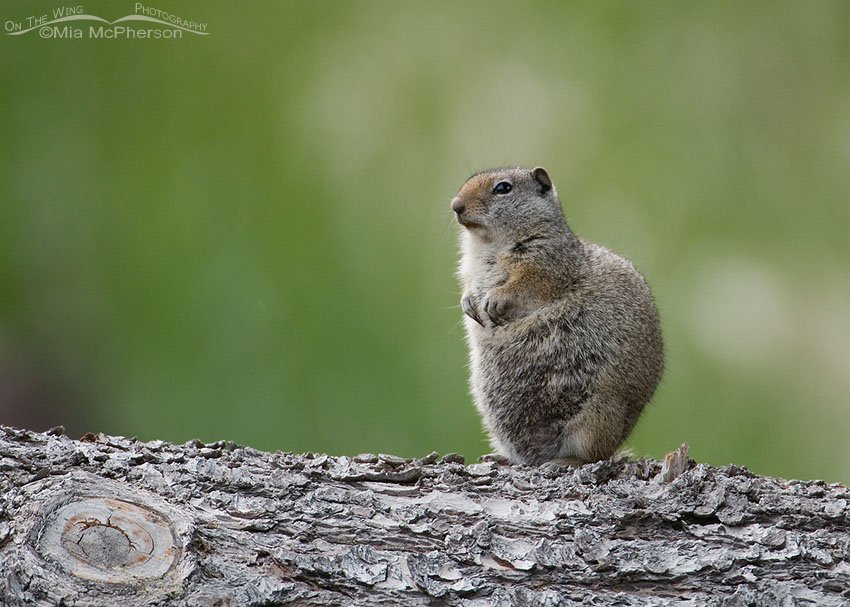 Uinta Ground Squirrel standing on a log in Montana, Red Rock Lakes National Wildlife Refuge, Centennial Valley, Beaverhead County