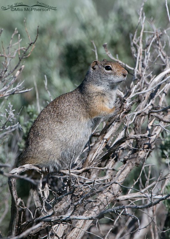Alaska Basin Uinta Ground Squirrel, Alaska Basin, either Beaverhead County, Montana or Fremont County, Idaho