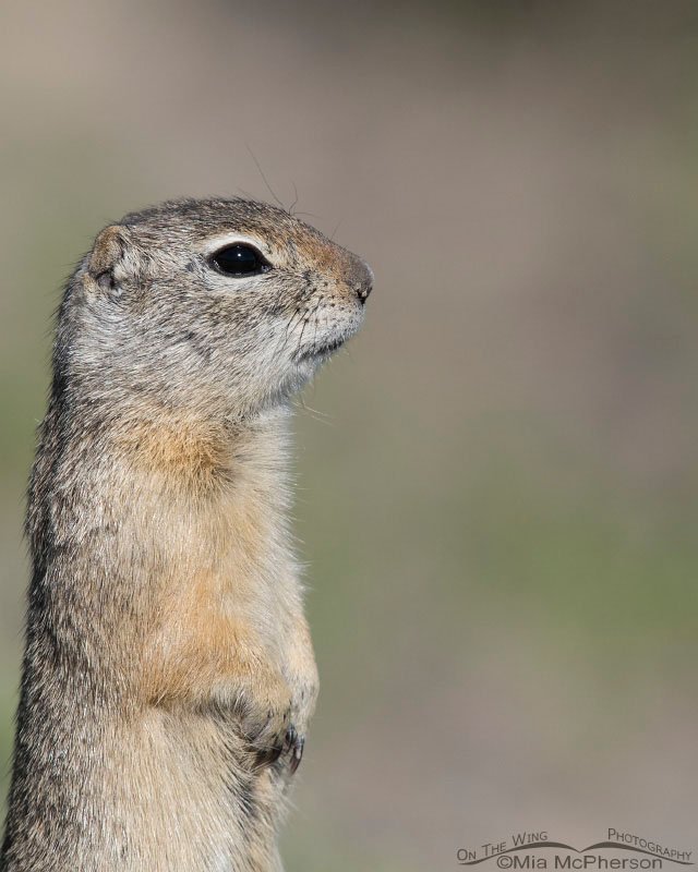 Uinta Ground Squirrel portrait from Montana, Red Rock Lakes National Wildlife Refuge, Centennial Valley, Beaverhead County, Montana