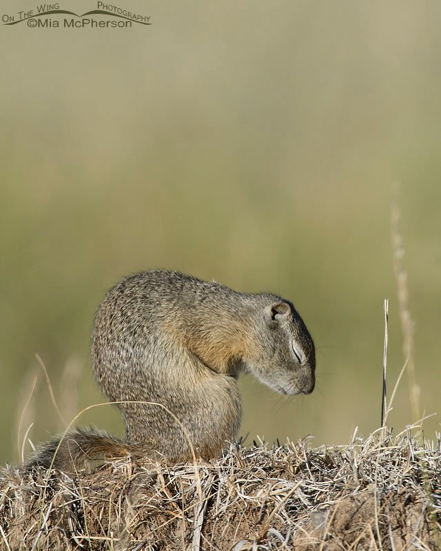 Resting Uinta Ground Squirrel in Montana, Centennial Valley, Beaverhead County, Montana