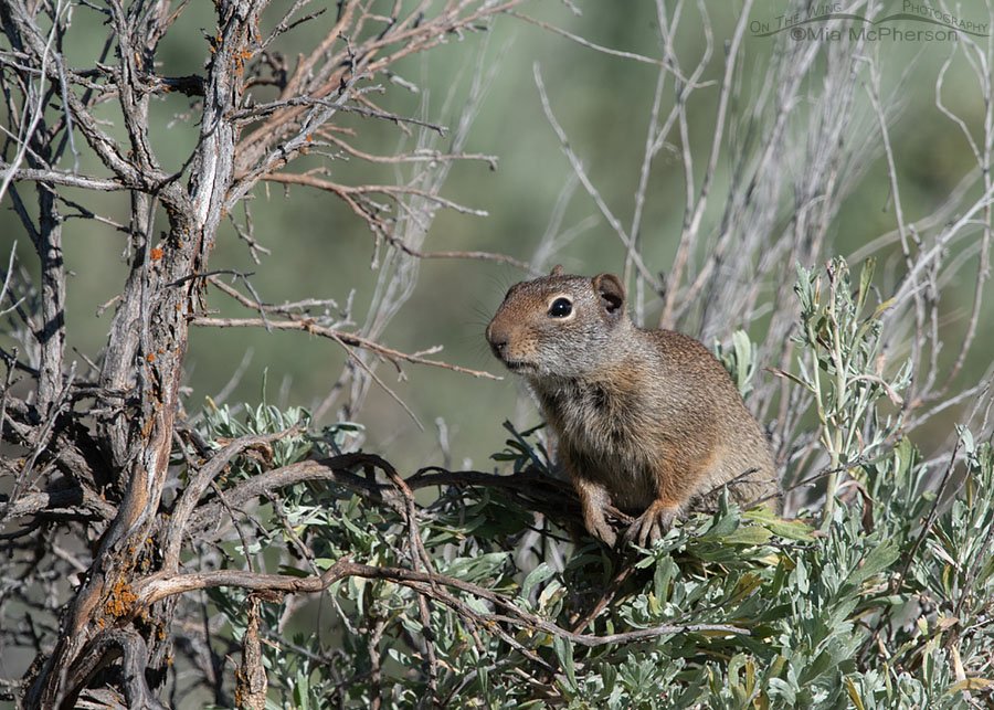 Uinta Ground Squirrel perched on sagebrush, Wasatch Mountains, Summit County, Utah