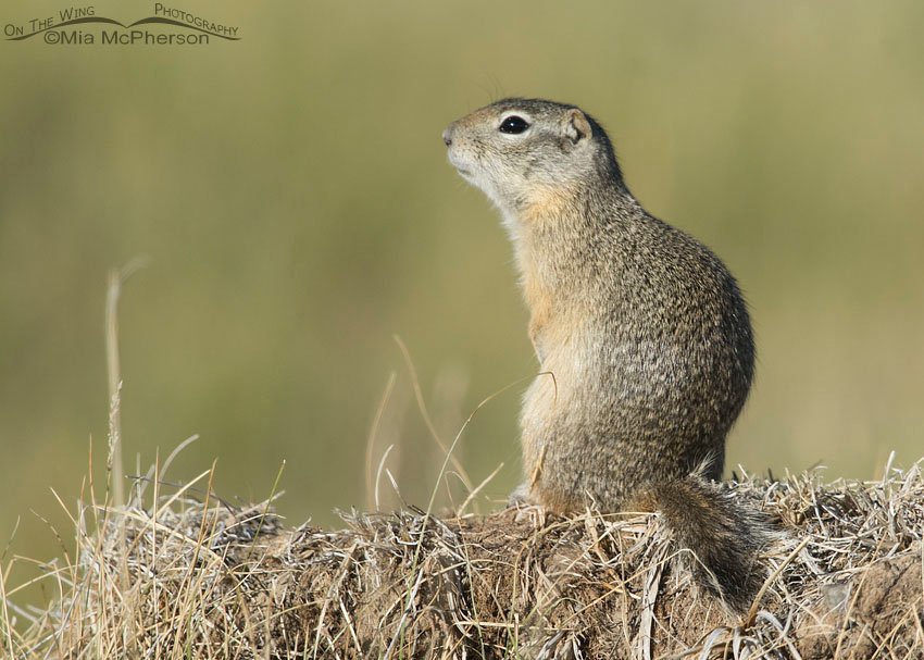 Sitting Uinta Ground Squirrel, Centennial Valley, Beaverhead County, Montana