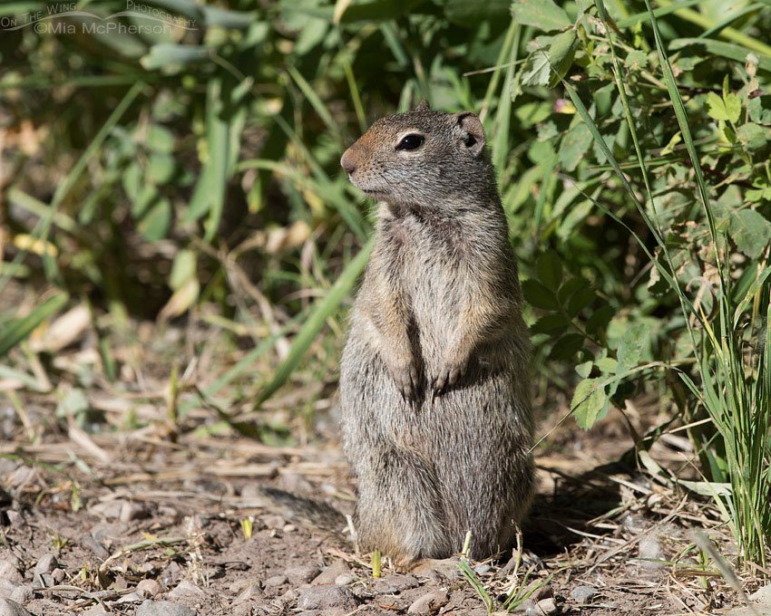 Summit County Uinta Ground Squirrel, Uinta Mountains, Uinta National Forest, Summit County, Utah
