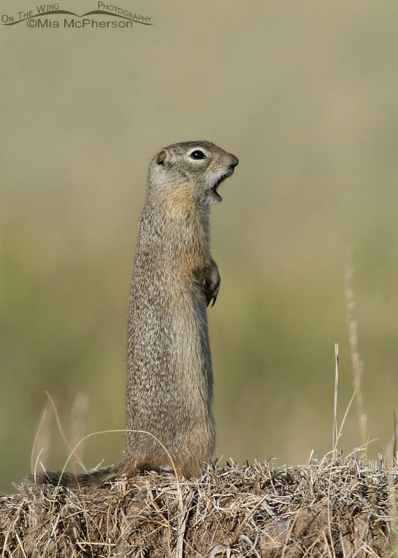 Standing Uinta Ground Squirrel calling out, Centennial Valley, Beaverhead County, Montana