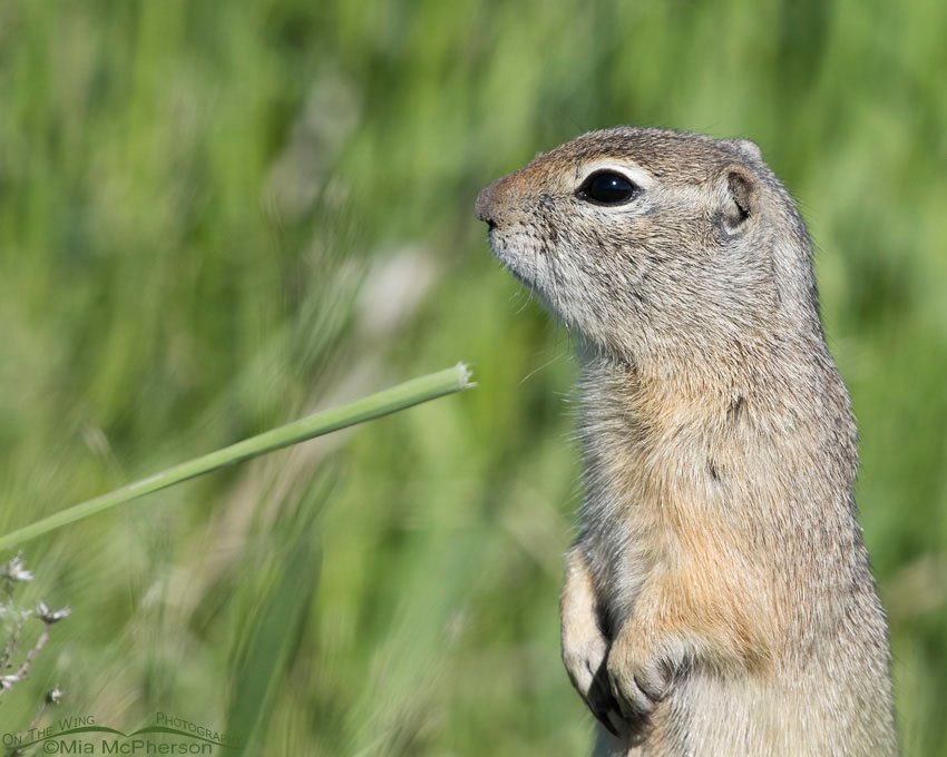 Centennial Valley Uinta Ground Squirrel close up, Red Rock Lakes National Wildlife Refuge, Beaverhead County, Montana