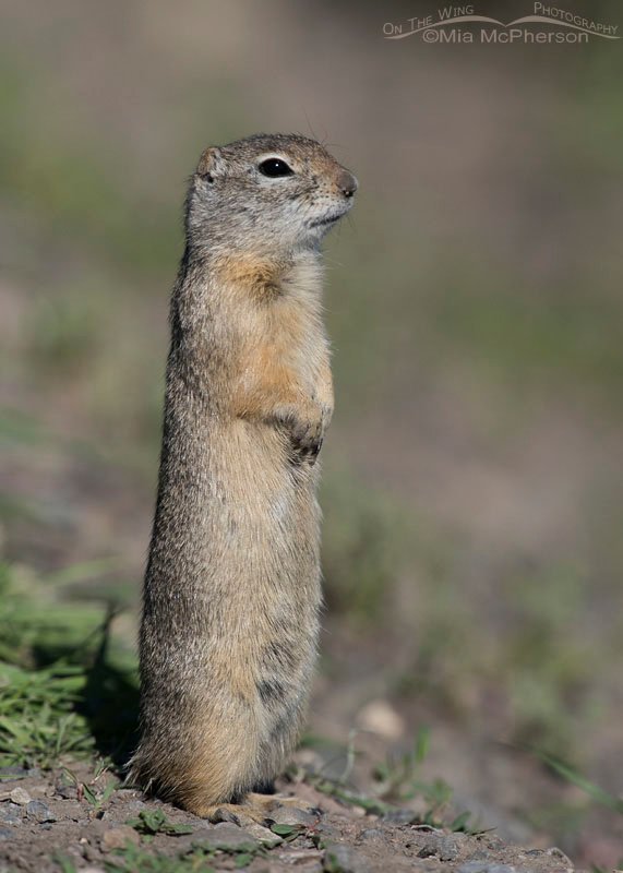 Welcoming Uinta Ground Squirrel at the gate to the River Marsh Campground, Red Rock Lakes National Wildlife Refuge, Centennial Valley, Montana