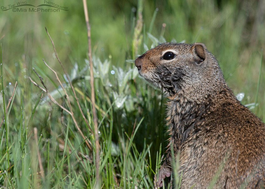 Uinta Ground Squirrel dampened by dew, Wasatch Mountains, Summit County, Utah