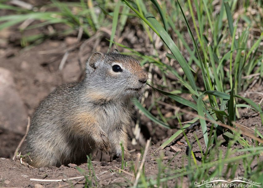 Young Uinta Ground Squirrel at a burrow, Wasatch Mountains, Summit County, Utah