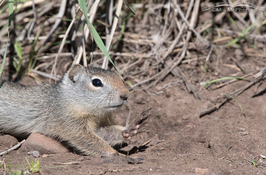 Young Uinta Ground Squirrel stretching out on the ground, Wasatch Mountains, Summit County, Utah