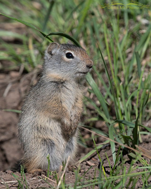 Baby Uinta Ground Squirrel standing next to its burrow, Wasatch Mountains, Summit County, Utah