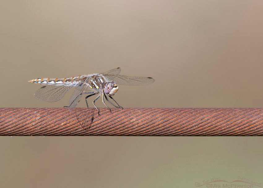 Variegated Meadowhawk on a rusty wire, Box Elder County, Utah
