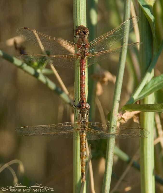 Variegated Meadowhawks mating in a marsh, Farmington Bay WMA, Davis County, Utah
