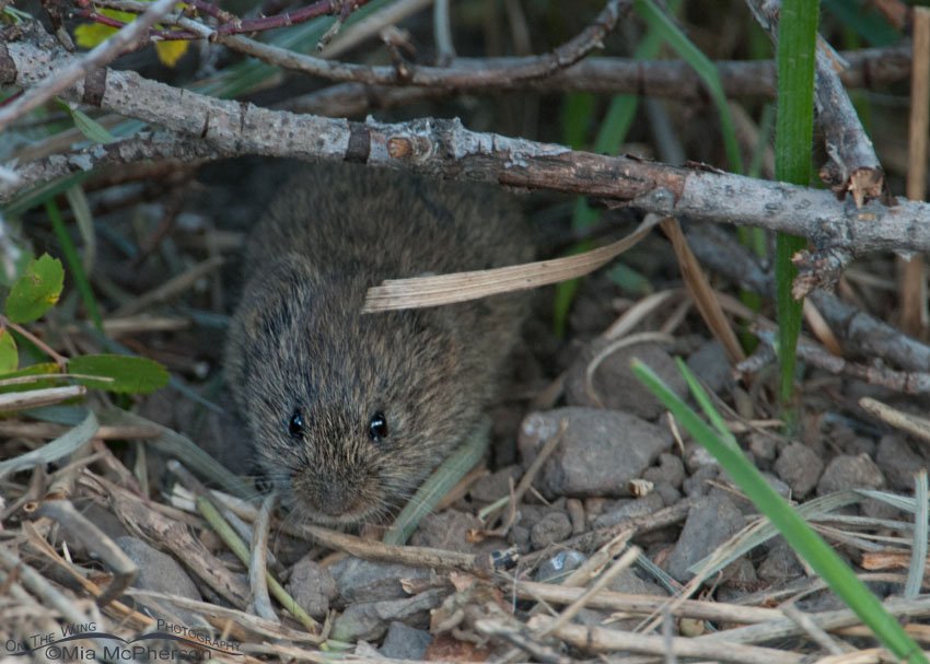 Meadow Vole at Cliff Lake, Montana, Madison County