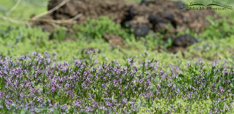 Westwater tumble mustard or Blue mustard blooming in the West Desert of Utah, Tooele County