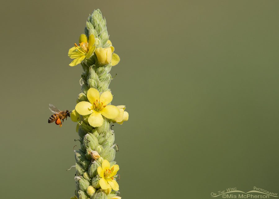Western Honey Bee gathering pollen from a Common Mullein, Wasatch Mountains, Morgan County, Utah