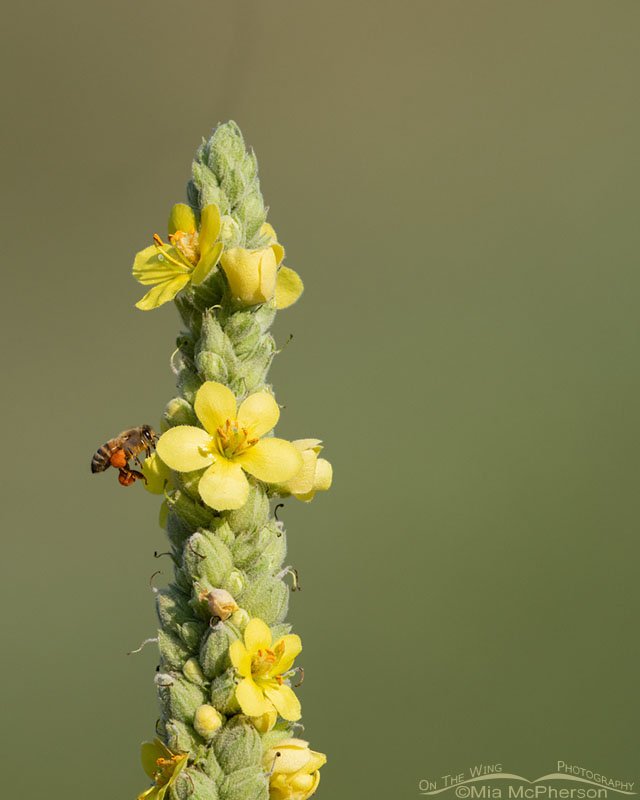 Western Honey Bee at a Common Mullein, Wasatch Mountains, Morgan County, Utah