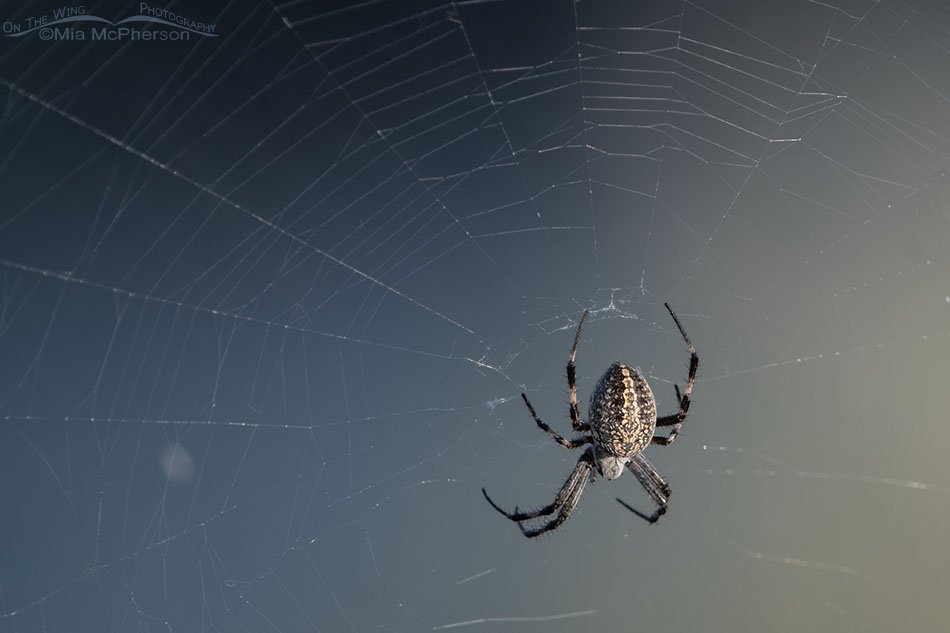 Female Western Spotted Orbweaver in her web next to the Great Salt Lake, Antelope Island State Park, Davis County, Utah