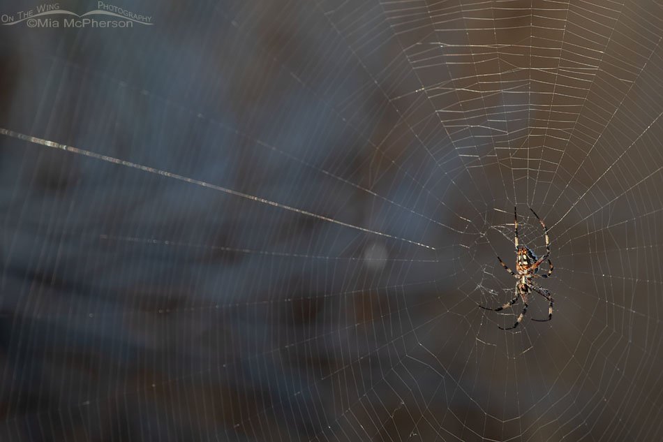 Western Spotted Orbweaver female waiting in her web for prey, Antelope Island State Park, Davis County, Utah