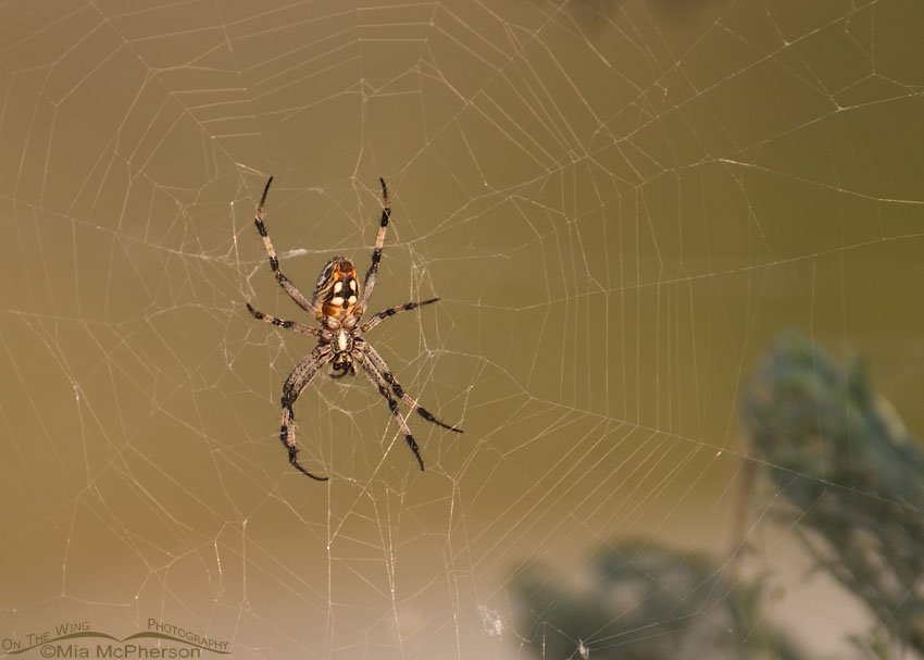 Western Spotted Orbweaver (Neoscona oaxacensis), Antelope Island State Park, Davis County, Utah