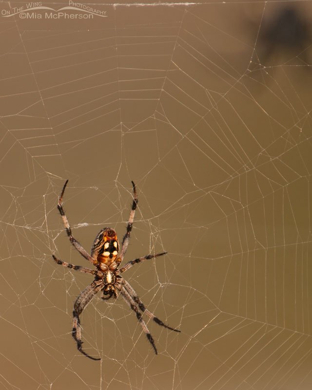 Western Spotted Orbweaver on the causeway to Antelope Island State Park, Davis County, Utah