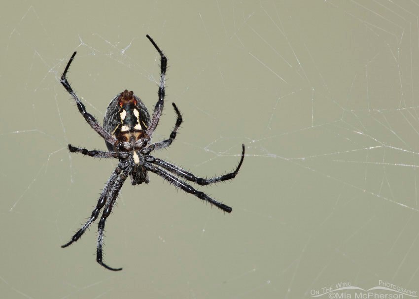Female Western Spotted Orbweaver on Antelope Island, Antelope Island State Park, Davis County, Utah