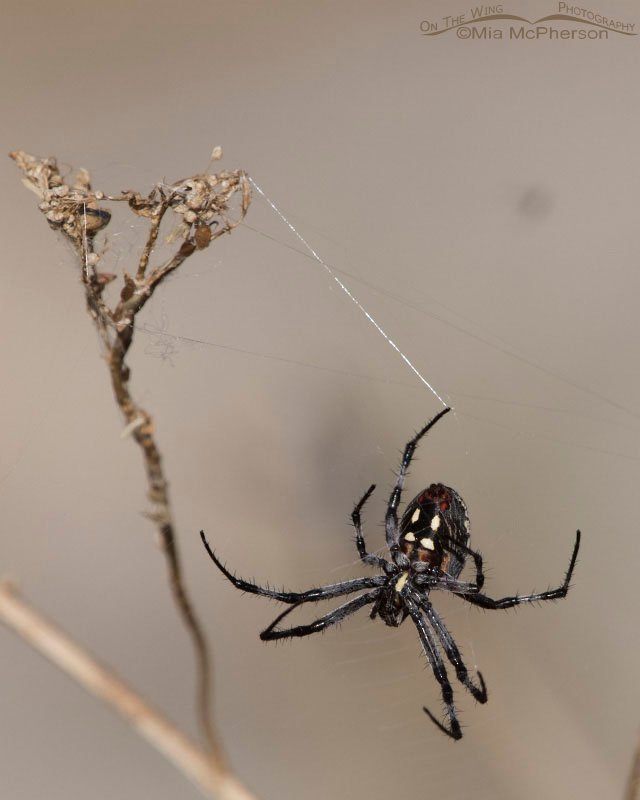 Female Western Spotted Orbweaver weaving a web, Antelope Island State Park, Davis County, Utah