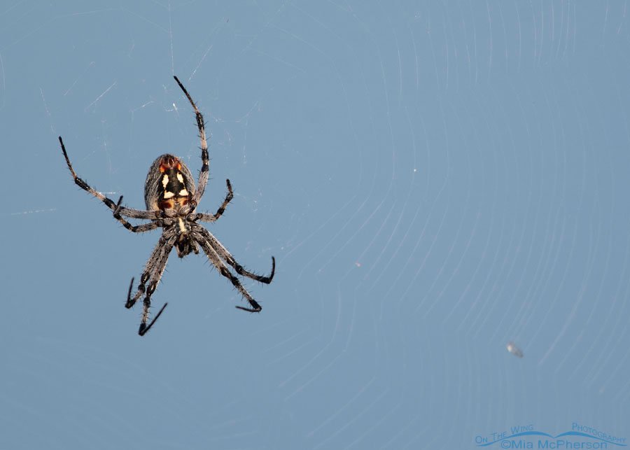Western Spotted Orbweaver in front of the Great Salt Lake, Antelope Island State Park, Davis County, Utah