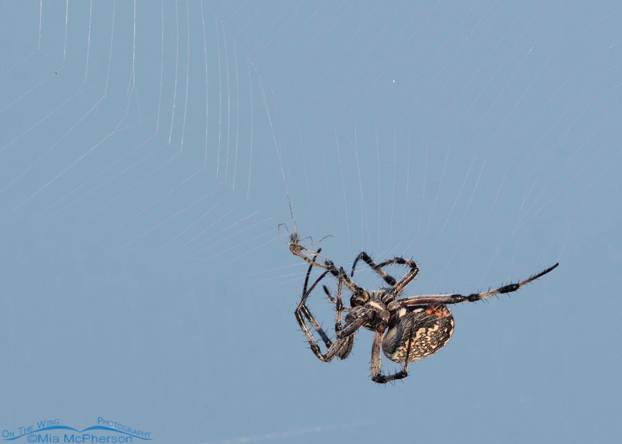 Western Spotted Orbweaver with a midge, Antelope Island State Park, Davis County, Utah