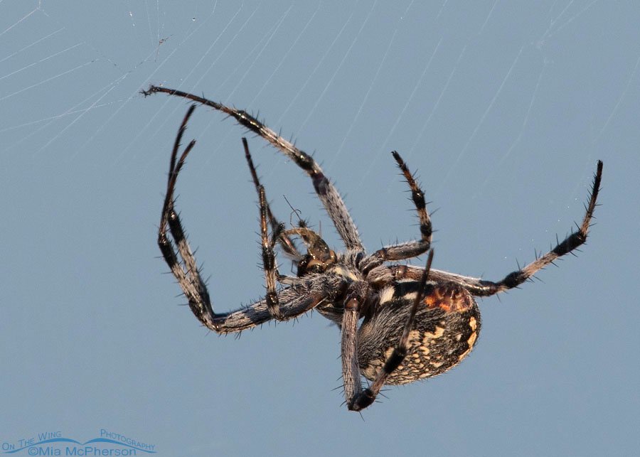 Western Spotted Orbweaver eating a midge, Antelope Island State Park, Davis County, Utah