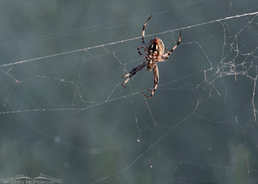 Female Western Spotted Orbweaver in a messy web, Antelope Island State Park, Davis County, Utah