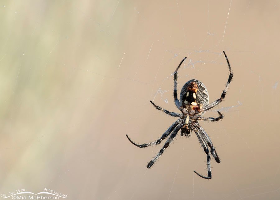 Underside of a female Western Spotted Orbweaver, Antelope Island State Park, Davis County, Utah