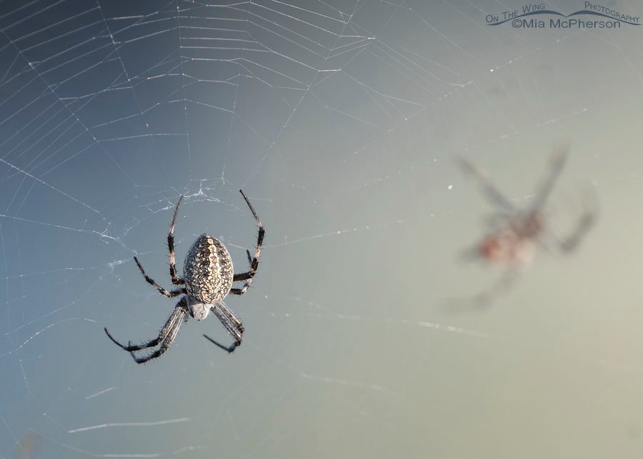 Western Spotted Orbweavers hanging in their webs, Antelope Island State Park, Davis County, Utah