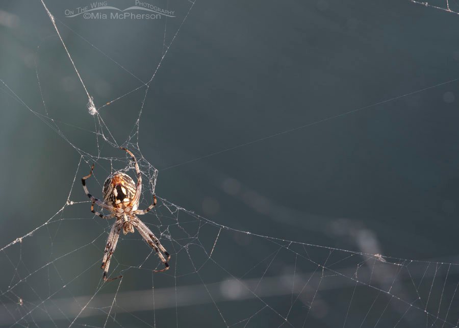 Female Western Spotted Orbweaver against a shadow, Antelope Island State Park, Davis County, Utah