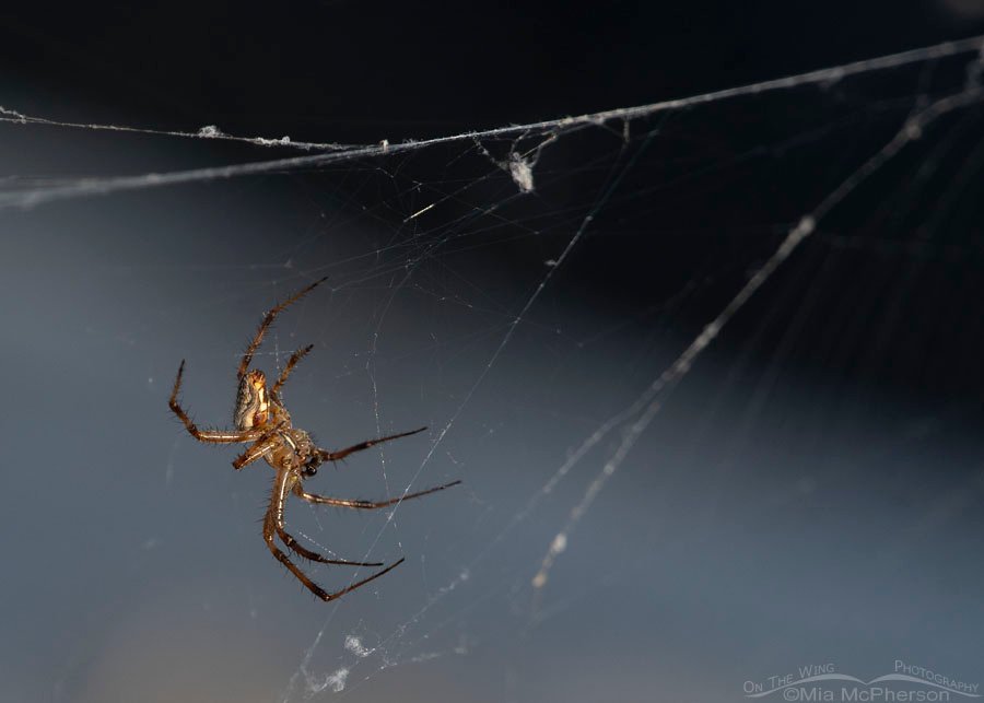Male Western Spotted Orbweaver in morning light, Antelope Island State Park, Davis County, Utah