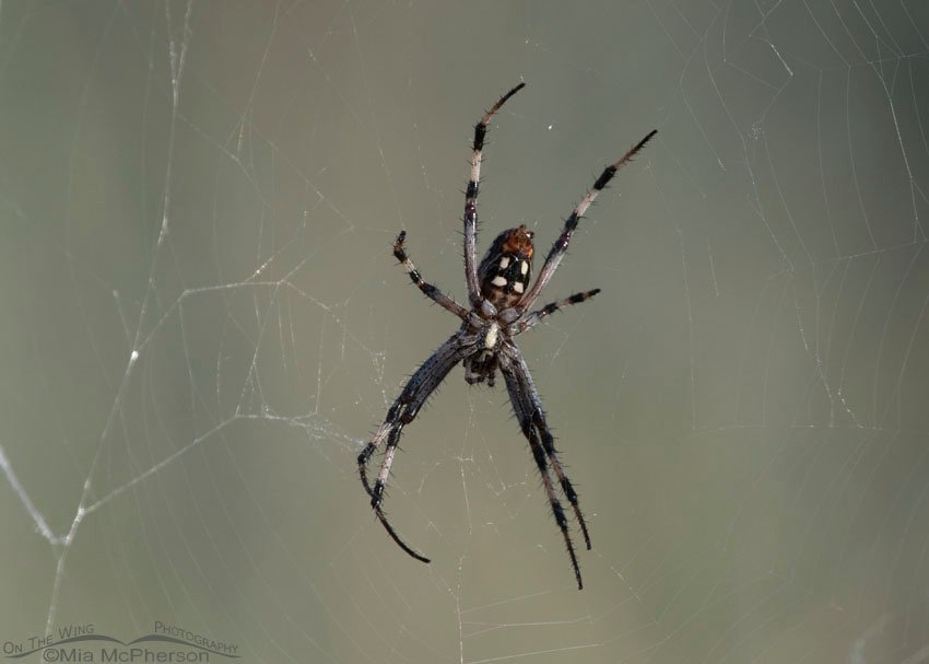 Western Spotted Orbweaver male, Antelope Island State Park, Davis County, Utah