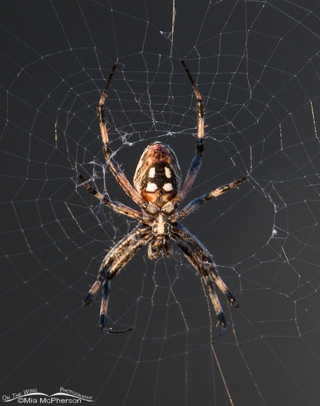 Western Spotted Orbweaver on Antelope Island, Antelope Island State Park, Davis County, Utah